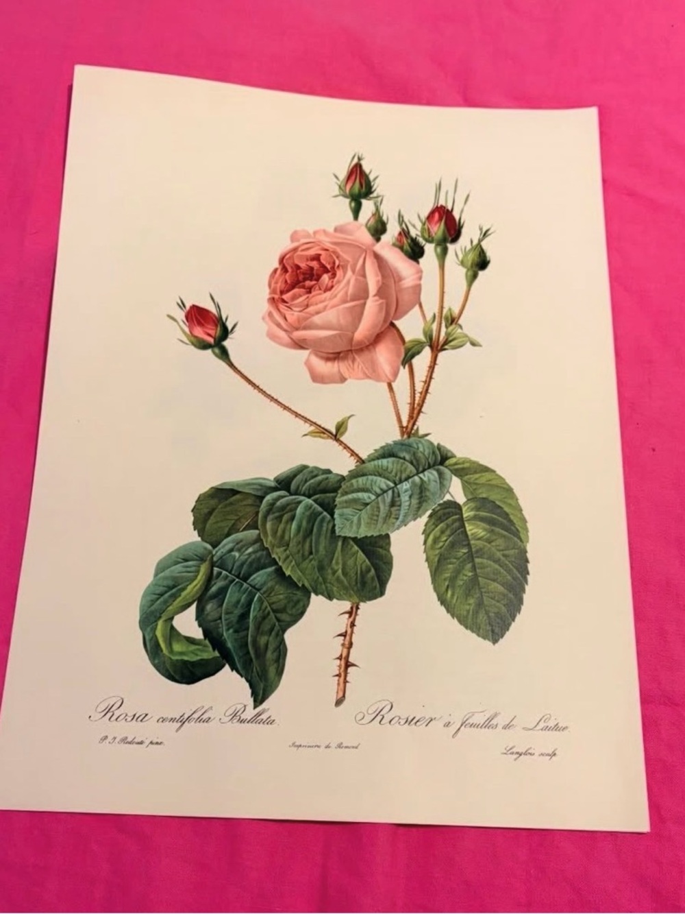 Botanical Rose Art Print in Pink by